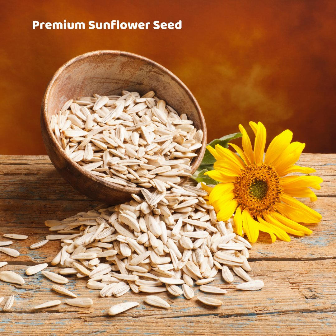 Premium Roasted Sunflower Seed